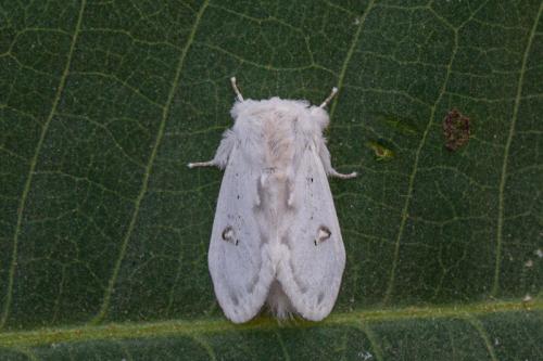 Naroma varipes